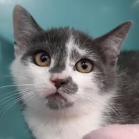 Lulu, chat à adopter