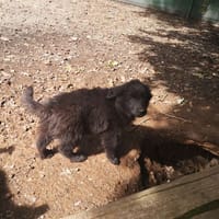 CASH réservé, chien à adopter