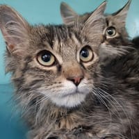 Chevron, chat à adopter