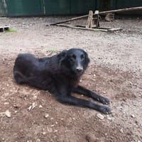 Ficelle, chienne à adopter