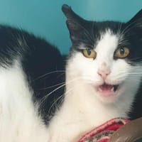ARMENIE QCT, chatte à adopter
