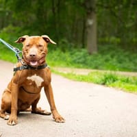 PÉPIN, chien à adopter