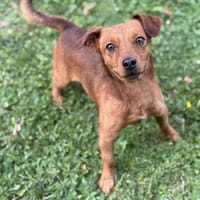 Pongo CAA14104, chien à adopter