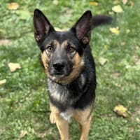 Rex CAA14093, chien à adopter
