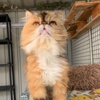 Leslie, chatte à adopter