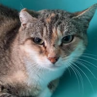 CHINE QCT, chatte à adopter