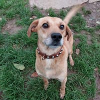 PETER, chien à adopter