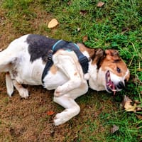 WINNIE, chien à adopter