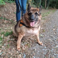 LOUNA, chienne à adopter