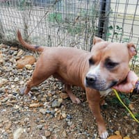 Zina, chienne à adopter