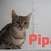 Pipa, chatte à adopter