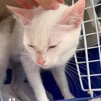 SNOWY, chatte à adopter
