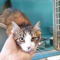 MEXIQUE QCT (réservé), chatte à adopter