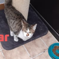 Azar, chat à adopter