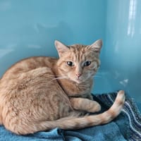 RUBY, chatte à adopter