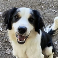 SPYKE, chien à adopter