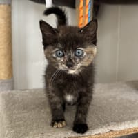 Khloé (réservée), chatte à adopter