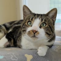 PSYCHE PAB27838, chat à adopter