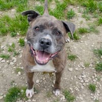 ROYCE, chien à adopter