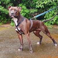 BLACK, chien à adopter