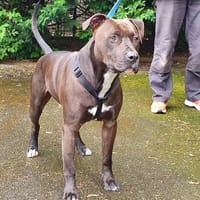 BLACK, chien à adopter