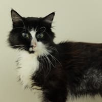 CHARLY PAB27534, chat à adopter