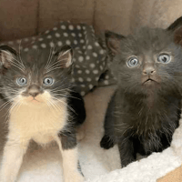 Billy and Georgie, female cat to adopt