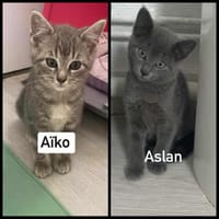 AÏKO et ASLAN  Deux frères DOUBLE ADOPTION, chat à adopter
