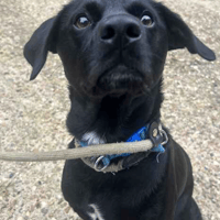 Blue, dog to adopt