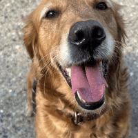 Lady, female dog to adopt