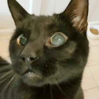 Shadow, cat to adopt