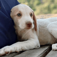 DYLAN 😍, dog to adopt