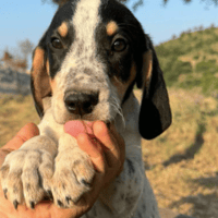 Drake, dog to adopt