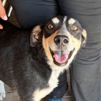 Siri, female dog to adopt