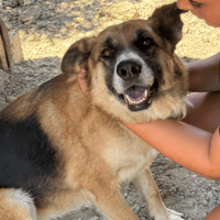 Lola, female dog to adopt