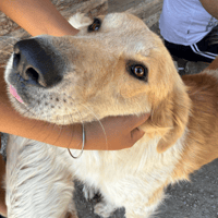 BUCK, dog to adopt