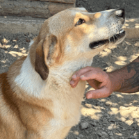 COGNAC, dog to adopt