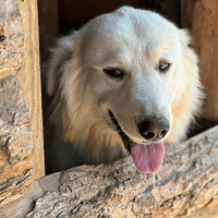 Boots, dog to adopt