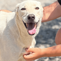Pablo, dog to adopt