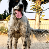 Arwen, female dog to adopt