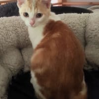 MARKUS, chat à adopter