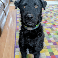 Mason, dog to adopt