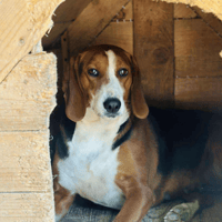 Brynlee, female dog to adopt