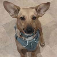 Penina, female dog to adopt
