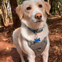 Pixel, dog to adopt