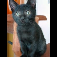 VIKING, chat à adopter
