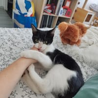 Miwo, chat à adopter