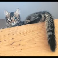 YÉTI, chatte à adopter