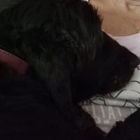 NOISETTE, chienne à adopter