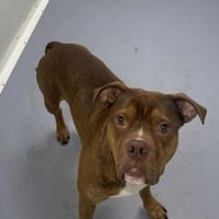SPIKE, chien à adopter